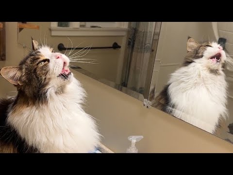 Видео: 🔉Лунная кошка воет из ванной 😸Чего она хочет??