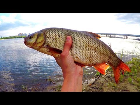 Видео: Отличная рыбалка в центре Новосибирска! Жор ЯЗЯ!!! Открытие сезона 2019.