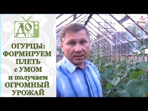 Видео: ОГУРЦЫ (ЧАСТЬ-3): вертикальная ПОДВЯЗКА плети. УРОЖАЙ до ПЕРВЫХ ЗАМОРОЗКОВ - как добиться?