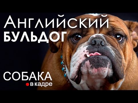 Видео: Английский бульдог. Дрессировка и воспитание.