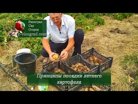 Видео: Принципы посадки летнего картофеля • Приусадебное хозяйство