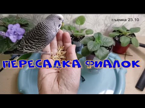 Видео: Пересадка Фиалок! Результат эксперимента! Знакомство с Гошей! #фиалки #цветы #flowers