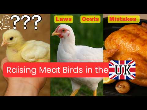 Видео: Выращивание кур на мясо в Великобритании: стоимость, подготовка и допущенные ошибки