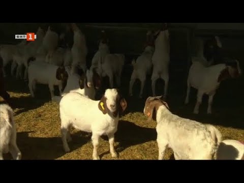 Видео: Къде е фермата, от която тръгна месодайното козевъдство в България, „Бразди" – 27.03.2021 по БНТ