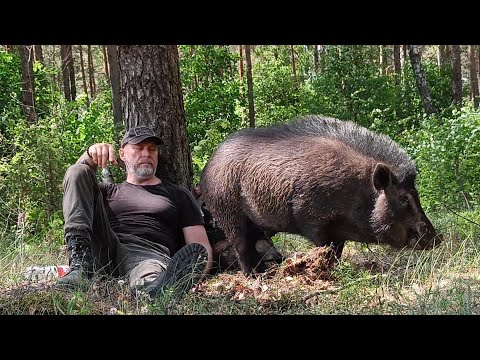 Видео: ЖИЗНЬ в лесу с Диким кабаном которому я заменил и МАМУ и ПАПУ | Отпуск в землянке.