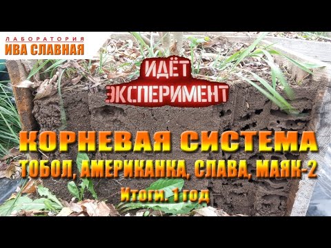 Видео: Лаборатория Ивы Славной: Корневая система Тобол, Американка, Слава, Маяк-2. Итоги 1 год (22.10.2024)