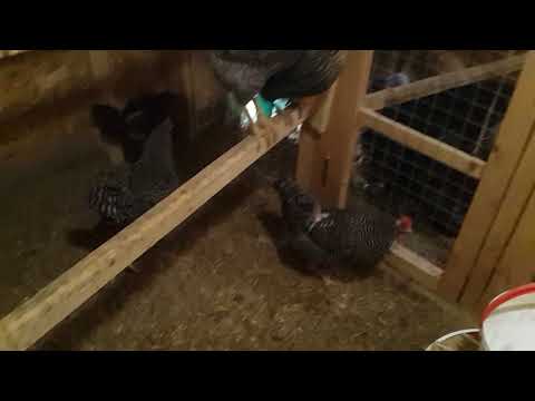 Видео: Бактерии для подстилки в курятник.//Честный отзыв.