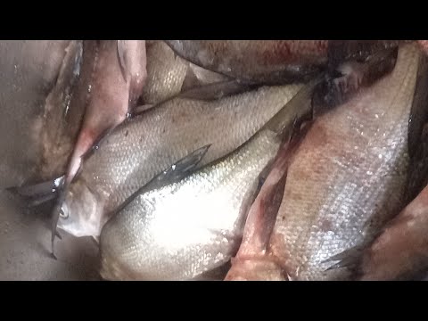 Видео: Рыбалка на водохранилище 12.01.2023 Истра