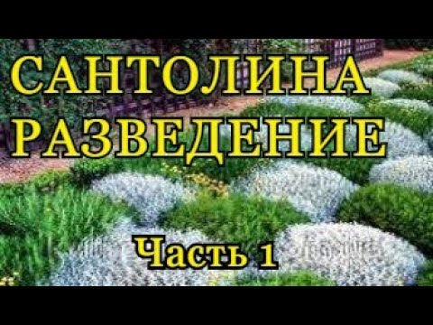 Видео: Сантолина - размножение (часть 1). Santolina.