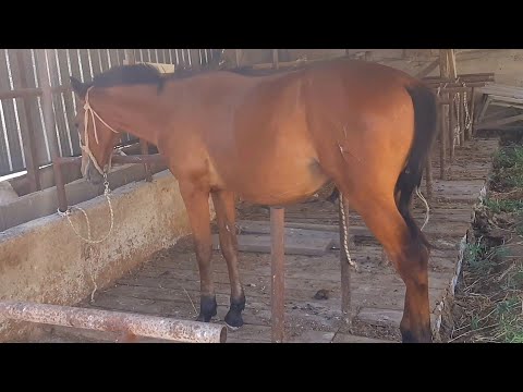 Видео: Откорм лошадей 🐴 13.08.23