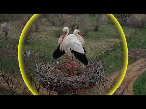 Видео: Любов, втрата, сила та відданість