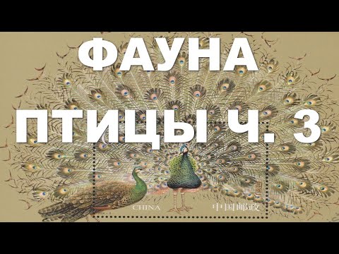 Видео: Фауна. Птицы. Ч. 3