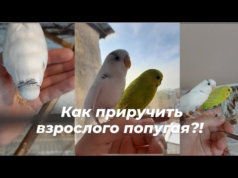 Видео: Как приручить взрослого попугая?!