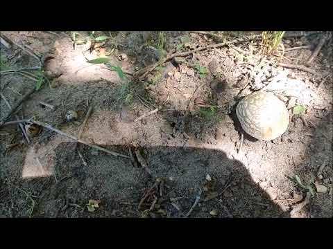 Видео: Рыбалка на реке Дон, напротив Новогремячья, 25.05.2025 года