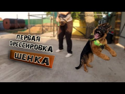 Видео: Первая дрессировка щенка. Часть 1