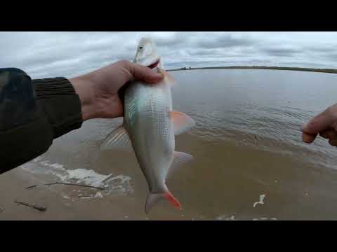 Видео: Наконец то раз ловил резинку. Неплохой весенний результат.