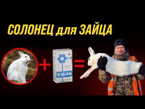 Видео: КАК поймать ЗАЙЦА - делаем СОЛОНЕЦ для зайца \\ Как сделать солонец?