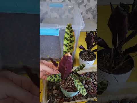 Видео: N⁰-385. ГУЛЛАРГА ЮКОРИ НАМЛИК ЯРАТИШ🥰🥰🥰