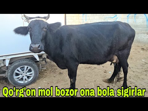 Видео: Romitan qo'rgon mol bozori ona bola sigirlar narxlari 30 октября 2025 г.