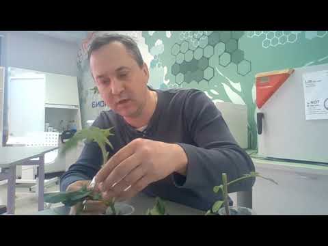 Видео: Прививка растений | Мастер-класс Биоквантум
