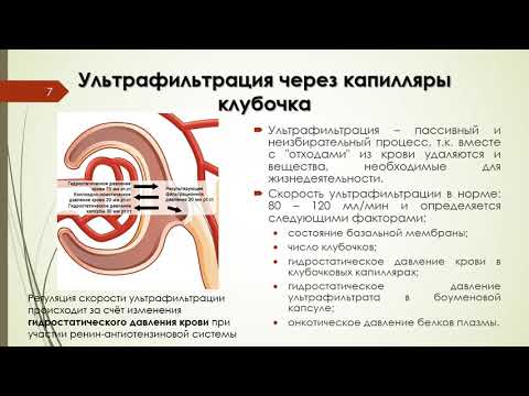 Видео: БИОХИМИЯ ПОЧЕК