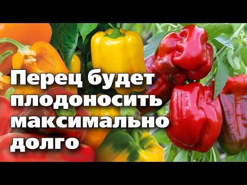 Видео: СЛАДКИЙ ПЕРЕЦ В АВГУСТЕ. 4 шага, чтобы продлить плодоношение