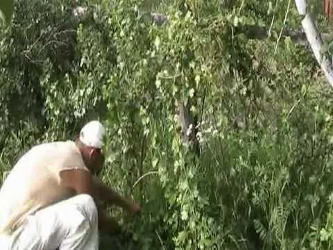 Видео: Золотистая смородина 2