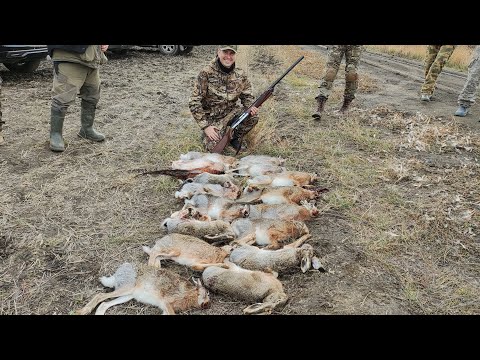 Видео: большая коллективная охота на зайца 🐇👍