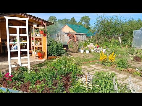 Видео: Огород июнь, приятные хлопоты, плов на костре, довольные гос....