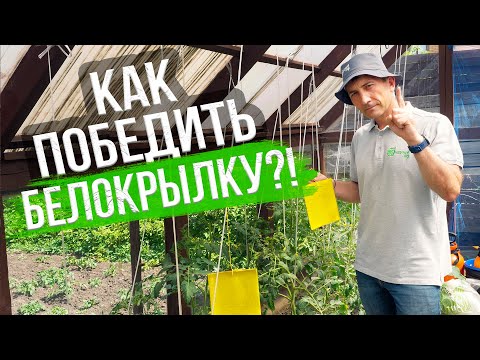 Видео: Чем опасна белокрылка, причины появления - отвечает Евгений Силягин. Методы борьбы с белокрылкой