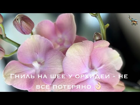 Видео: #орхоскелеты гниль на шее орхидеи 😱, ROSETTA non lip 😭 но мы не паникуем #phal #уходзаорхидеями