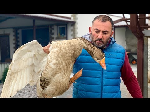 Видео: МЯСО ГУСЯ в ТАНДЫРЕ. ENG SUB