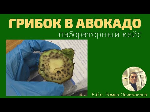 Видео: Грибок в авокадо. Показываю, как с помощью микроскопа обнаружил плесневое заражение фрукта