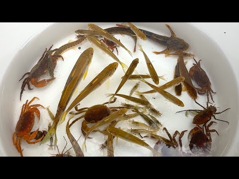 Видео: Рыболовные ловушки в реке весной в Японии. Раки, бычки и вьюны.