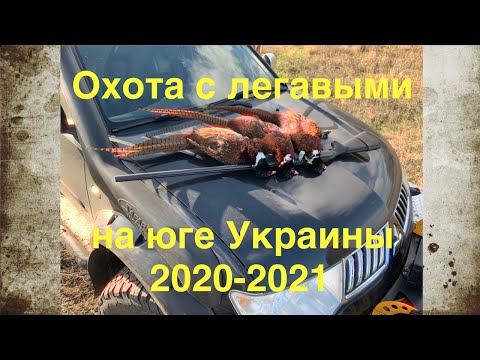 Видео: Сезон охоты по перу 2020