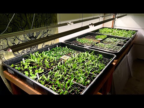 Видео: Экскурсия по ферме аквариумных растений — полный обзор моей фермы водных растений