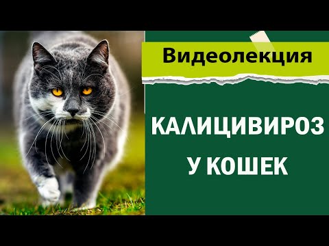 Видео: Кальцивироз у кошек