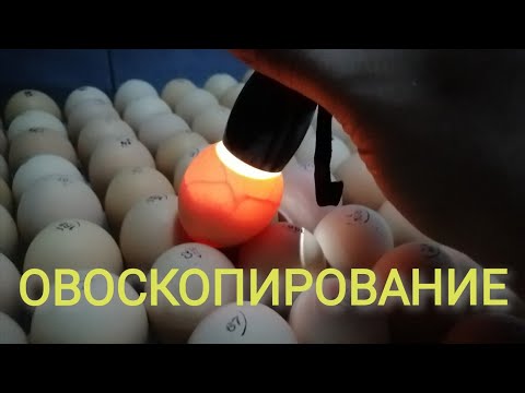 Видео: ОВОСКОПИРОВАНИЕ КУРИНЫХ ЯИЦ