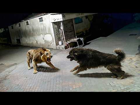 Видео: Когда Животные Связались Не с Тем Противником