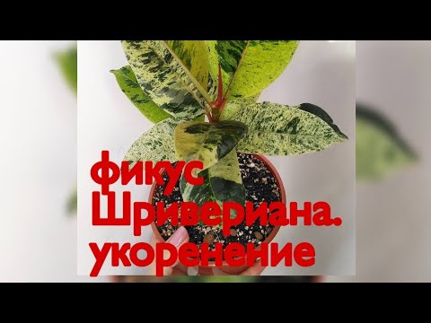 Видео: Укоренение фикуса Шривериана//Подготовка черенка//От среза до первого корешка