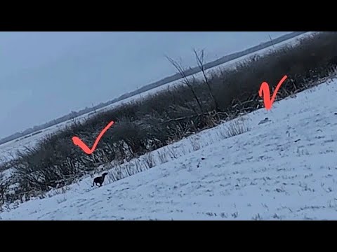 Видео: Охота на зайца с тазы. Охота с тазы. Аңшылық. Hare Hunting.