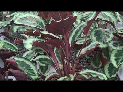 Видео: Аня Буранова