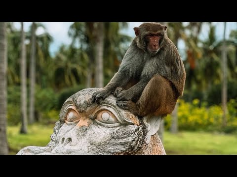 Видео: Хайнань. Санья. Парк обезьян 