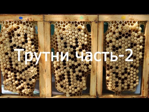 Видео: Трутни.Часть-3.