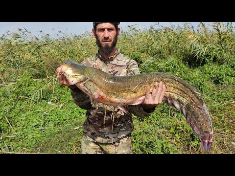 Видео: рыбалка самая лучшая наживка для ловли сома СОМ на поплавочное удилище