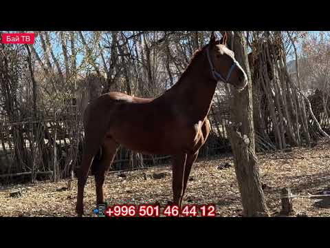 Видео: ЗОР КУНАН ЧЫКТЫ РОСТ 1.60 💪🏻 #байтв 