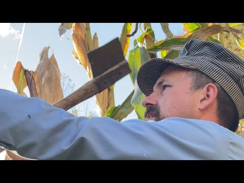 Видео: Аппалачская мудрость из глубины веков // Почему Top Corn