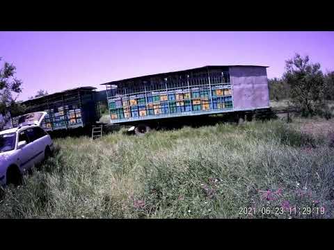 Видео: Кочевые пасеки окружили 300 га кориандра.Самолёты травят поля.Экстремальные условия пчеловодства.
