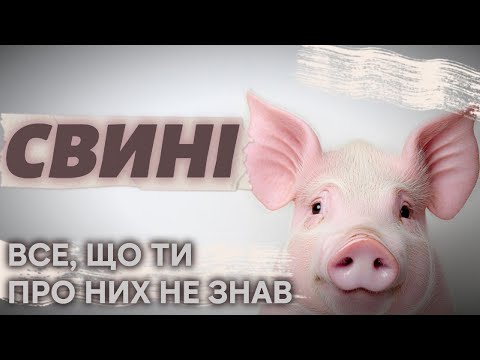 Видео: Дивовижні секрети домашніх свиней.
