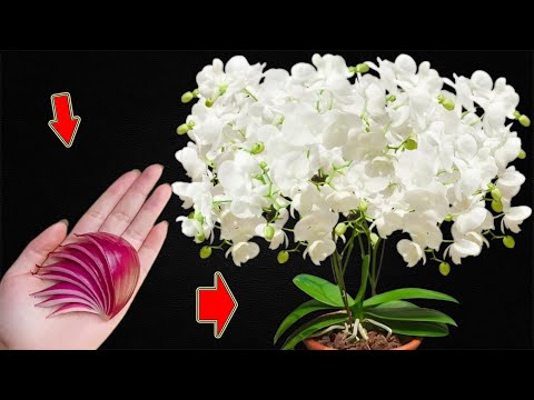 Видео: 1 кусочек лука заставляет орхидеи расти быстрее и цвести сильнее, чем когда-либо